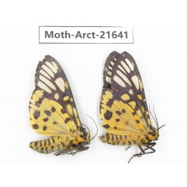 Arctiidae sp. China, Yunnan, Nujiang valley, N of Mt.Biluoxueshan. 2Pcs. Moth-Arct-21641.