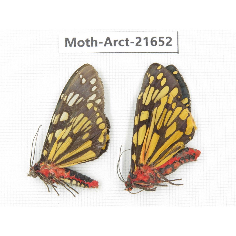 Arctiidae sp. China, Yunnan, Nujiang valley, N of Mt.Biluoxueshan. 2Pcs. Moth-Arct-21652.