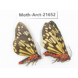 Arctiidae sp. China, Yunnan, Nujiang valley, N of Mt.Biluoxueshan. 2Pcs. Moth-Arct-21652.