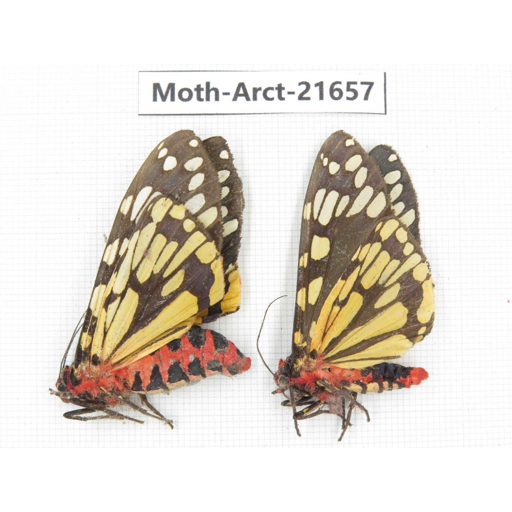 Arctiidae sp. China, Yunnan, Nujiang valley, N of Mt.Biluoxueshan. 2Pcs. Moth-Arct-21657.