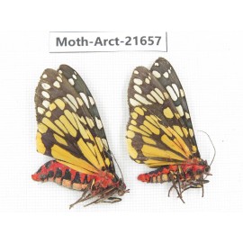 Arctiidae sp. China, Yunnan, Nujiang valley, N of Mt.Biluoxueshan. 2Pcs. Moth-Arct-21657.