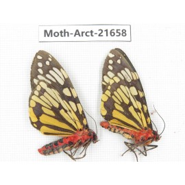 Arctiidae sp. China, Yunnan, Nujiang valley, N of Mt.Biluoxueshan. 2Pcs. Moth-Arct-21658.