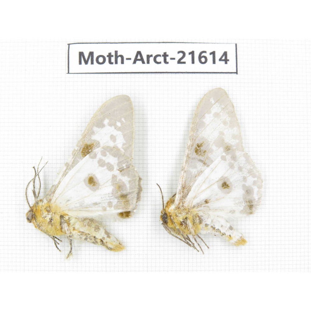 Arctiidae sp. China, Yunnan, Nujiang valley, N of Mt.Biluoxueshan. 2Pcs. Moth-Arct-21614.