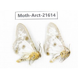 Arctiidae sp. China, Yunnan, Nujiang valley, N of Mt.Biluoxueshan. 2Pcs. Moth-Arct-21614.