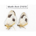 Arctiidae sp. China, Yunnan, Nujiang valley, N of Mt.Biluoxueshan. 2Pcs. Moth-Arct-21618.