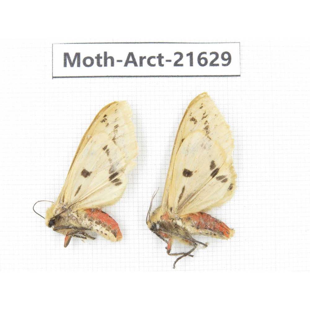 Arctiidae sp. China, Yunnan, Nujiang valley, N of Mt.Biluoxueshan. 2Pcs. Moth-Arct-21629.