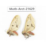 Arctiidae sp. China, Yunnan, Nujiang valley, N of Mt.Biluoxueshan. 2Pcs. Moth-Arct-21629.