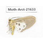 Arctiidae sp. China, Yunnan, Nujiang valley, N of Mt.Biluoxueshan. 1Pcs. Moth-Arct-21633.