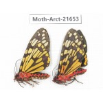 Arctiidae sp. China, Yunnan, Nujiang valley, N of Mt.Biluoxueshan. 2Pcs. Moth-Arct-21653.