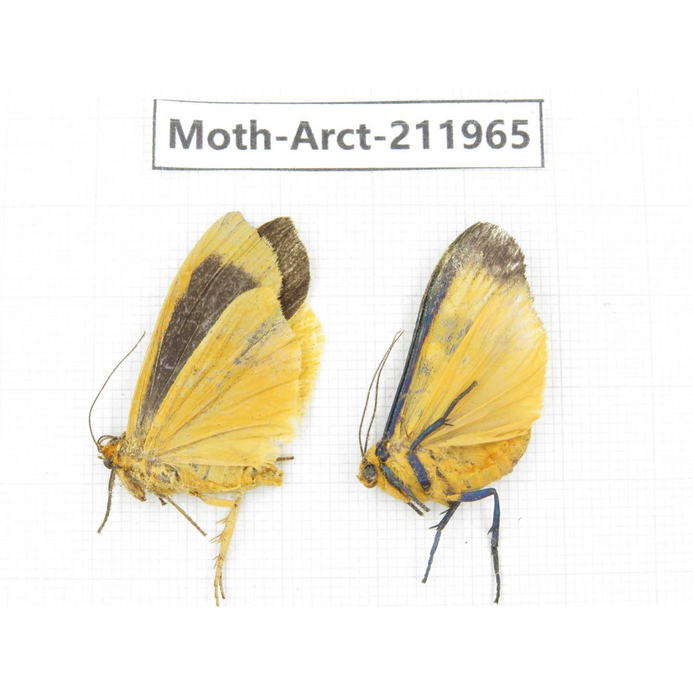 Arctiidae sp. China, Yunnan, Nujiang, N of Mt.Biluoxueshan.2Pcs. Moth-Arct-211965.