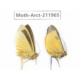 Arctiidae sp. China, Yunnan, Nujiang, N of Mt.Biluoxueshan.2Pcs. Moth-Arct-211965.