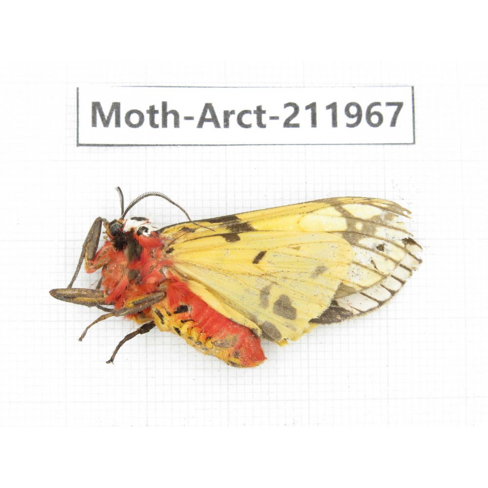 Arctiidae sp. China, Yunnan, Nujiang, N of Mt.Biluoxueshan.1Pcs. Moth-Arct-211967.
