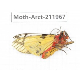 Arctiidae sp. China, Yunnan, Nujiang, N of Mt.Biluoxueshan.1Pcs. Moth-Arct-211967.