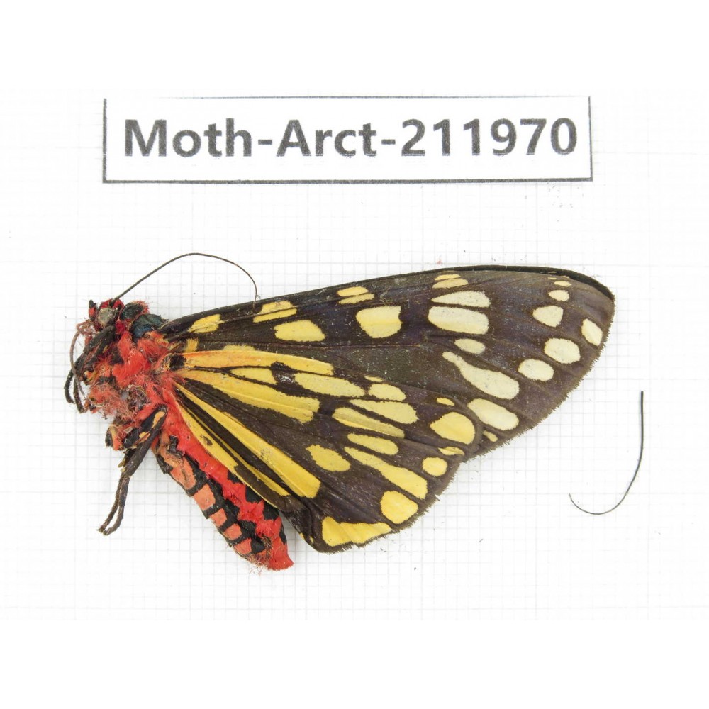Arctiidae sp. China, Yunnan, Nujiang, N of Mt.Biluoxueshan.1Pcs. Moth-Arct-211970.