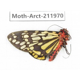 Arctiidae sp. China, Yunnan, Nujiang, N of Mt.Biluoxueshan.1Pcs. Moth-Arct-211970.
