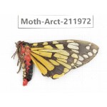 Arctiidae sp. China, Yunnan, Nujiang, N of Mt.Biluoxueshan.1Pcs. Moth-Arct-211972.
