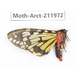 Arctiidae sp. China, Yunnan, Nujiang, N of Mt.Biluoxueshan.1Pcs. Moth-Arct-211972.