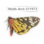 Arctiidae sp. China, Yunnan, Nujiang, N of Mt.Biluoxueshan.1Pcs. Moth-Arct-211973.