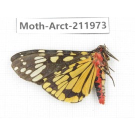 Arctiidae sp. China, Yunnan, Nujiang, N of Mt.Biluoxueshan.1Pcs. Moth-Arct-211973.