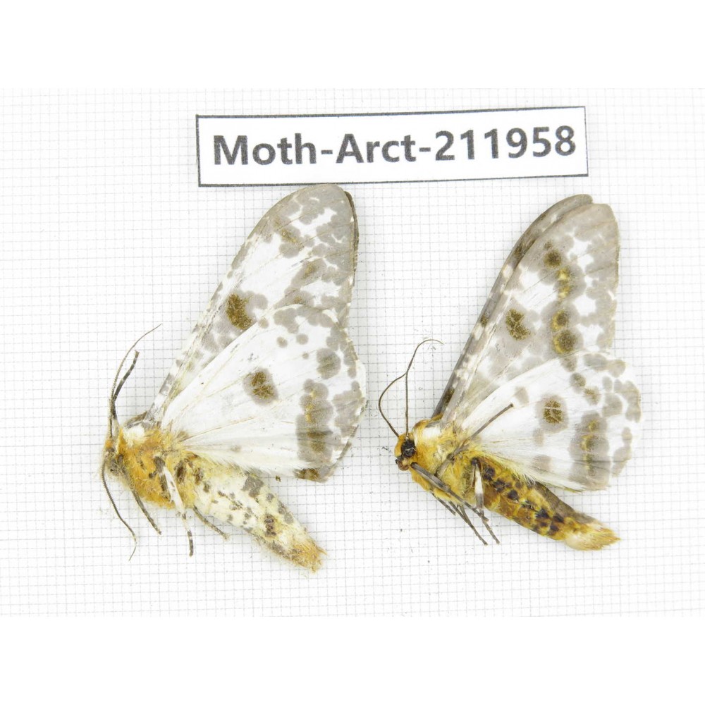 Arctiidae sp. China, Yunnan, Zhaotong area, Yiliang county. 2Pcs. Moth-Arct-211958.