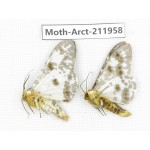 Arctiidae sp. China, Yunnan, Zhaotong area, Yiliang county. 2Pcs. Moth-Arct-211958.