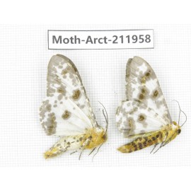 Arctiidae sp. China, Yunnan, Zhaotong area, Yiliang county. 2Pcs. Moth-Arct-211958.