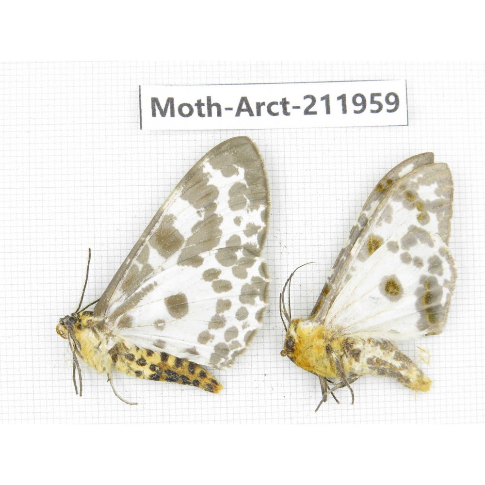 Arctiidae sp. China, Yunnan, Zhaotong area, Yiliang county. 2Pcs. Moth-Arct-211959.