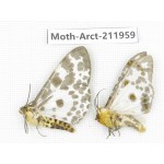 Arctiidae sp. China, Yunnan, Zhaotong area, Yiliang county. 2Pcs. Moth-Arct-211959.