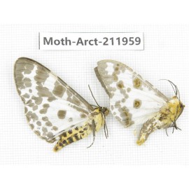 Arctiidae sp. China, Yunnan, Zhaotong area, Yiliang county. 2Pcs. Moth-Arct-211959.