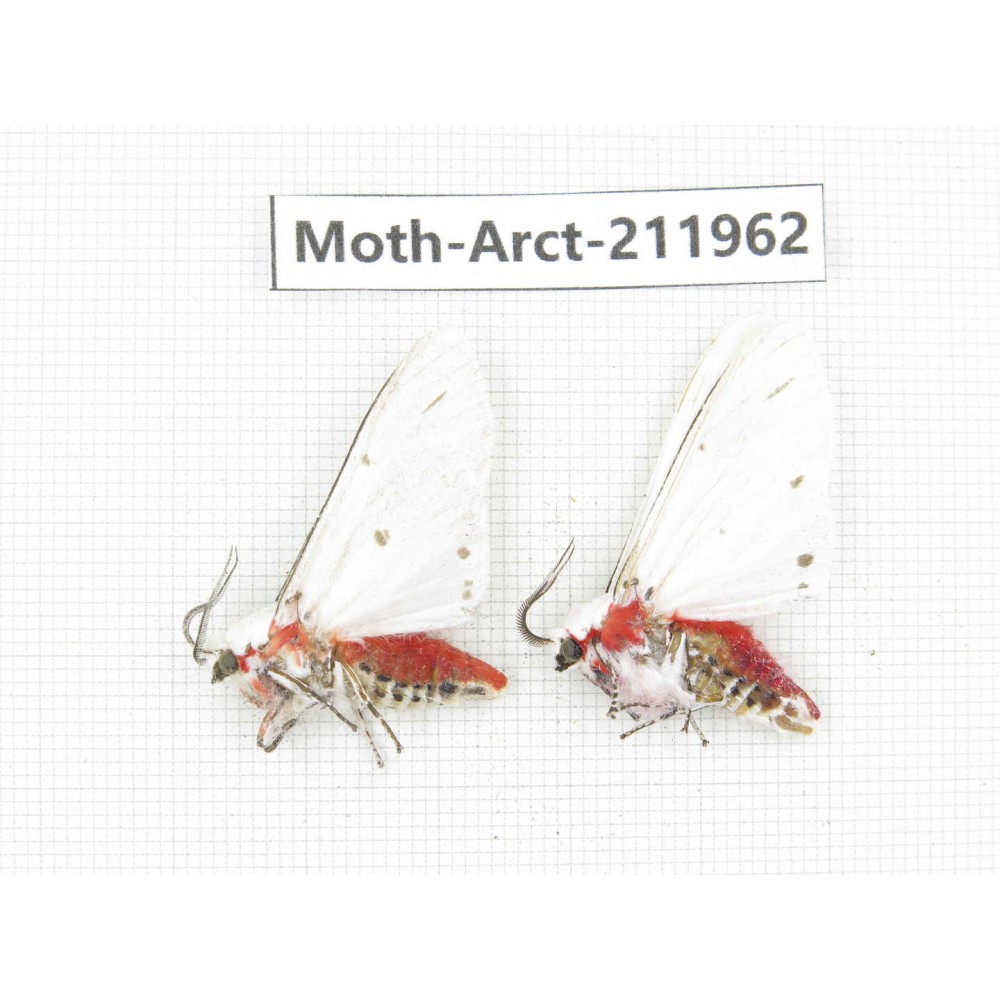 Arctiidae sp. China, Yunnan, Zhaotong area, Yiliang county. 2Pcs. Moth-Arct-211962.