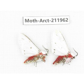 Arctiidae sp. China, Yunnan, Zhaotong area, Yiliang county. 2Pcs. Moth-Arct-211962.