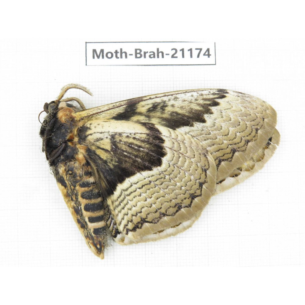 Brahmaea sp. China, Guizhou, Bijie area, Jinsha county.1Pcs. Moth-Brah-21174.