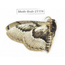 Brahmaea sp. China, Guizhou, Bijie area, Jinsha county.1Pcs. Moth-Brah-21174.