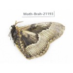 Brahmaea sp. China, Guizhou, Bijie area, Jinsha county.1Pcs. Moth-Brah-21193.