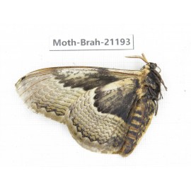 Brahmaea sp. China, Guizhou, Bijie area, Jinsha county.1Pcs. Moth-Brah-21193.