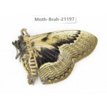 Brahmaea sp. China, Guizhou, Qiandongnan, Rongjiang county.1Pcs. Moth-Brah-21197.
