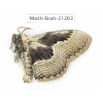 Brahmaea sp. China, Guizhou, Qiandongnan, Rongjiang county.1Pcs. Moth-Brah-21203.
