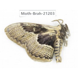 Brahmaea sp. China, Guizhou, Qiandongnan, Rongjiang county.1Pcs. Moth-Brah-21203.