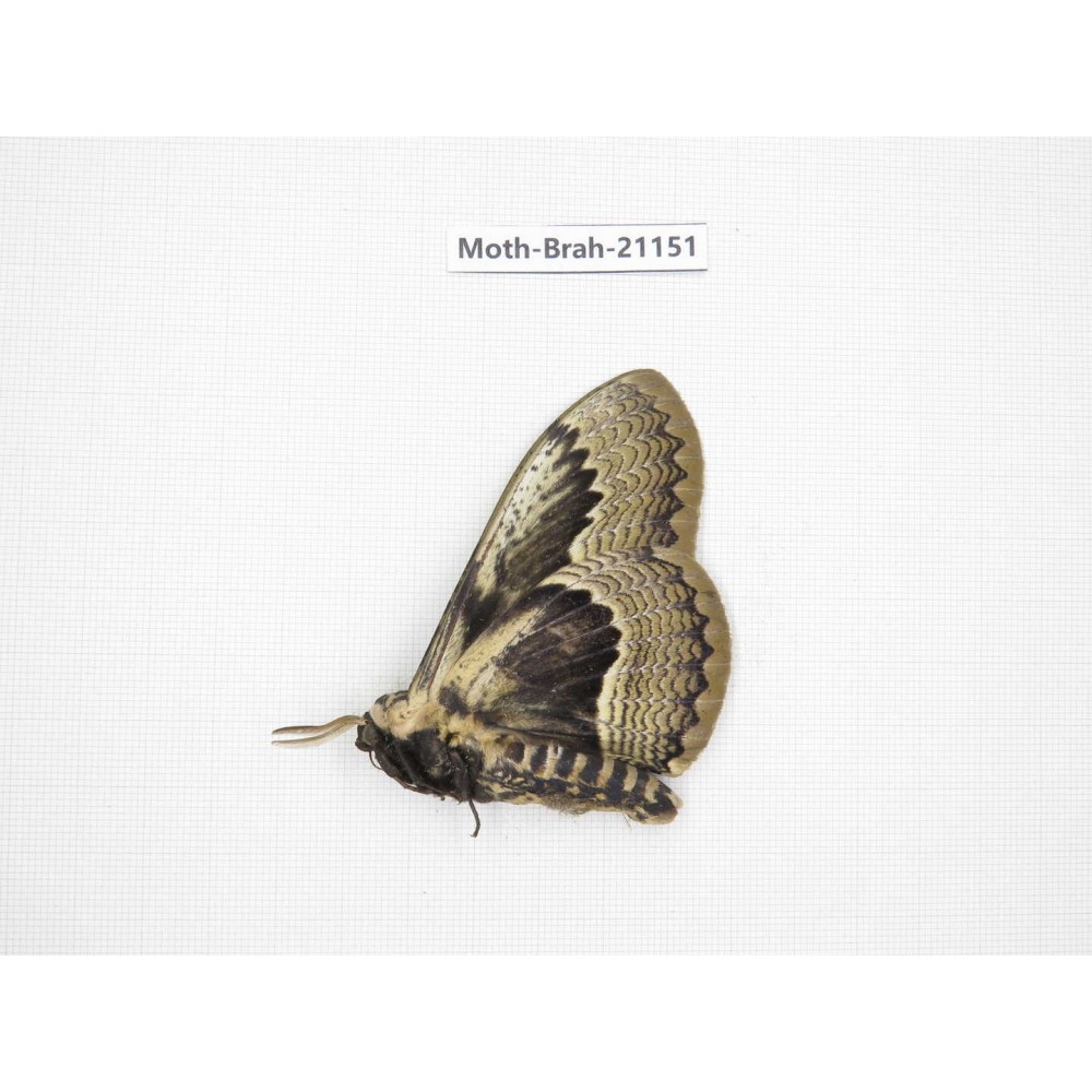 Brahmaea porphyio. China, Guizhou, Tongren, Mt.Fanjingshan. 1M. Moth-Brah-21151.
