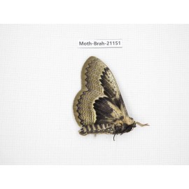 Brahmaea porphyio. China, Guizhou, Tongren, Mt.Fanjingshan. 1M. Moth-Brah-21151.