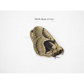 Brahmaea porphyio. China, Guizhou, Tongren, Mt.Fanjingshan. 1M. Moth-Brah-21153.