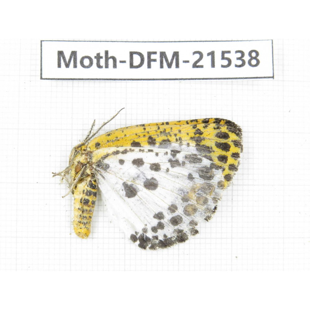 Day flying moths sp. China, Gansu, Longnan, Wenxian county. 1Pcs. Moth-DFM-21538.