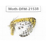 Day flying moths sp. China, Gansu, Longnan, Wenxian county. 1Pcs. Moth-DFM-21538.