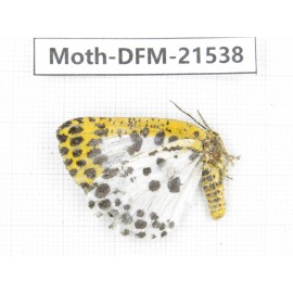 Day flying moths sp. China, Gansu, Longnan, Wenxian county. 1Pcs. Moth-DFM-21538.