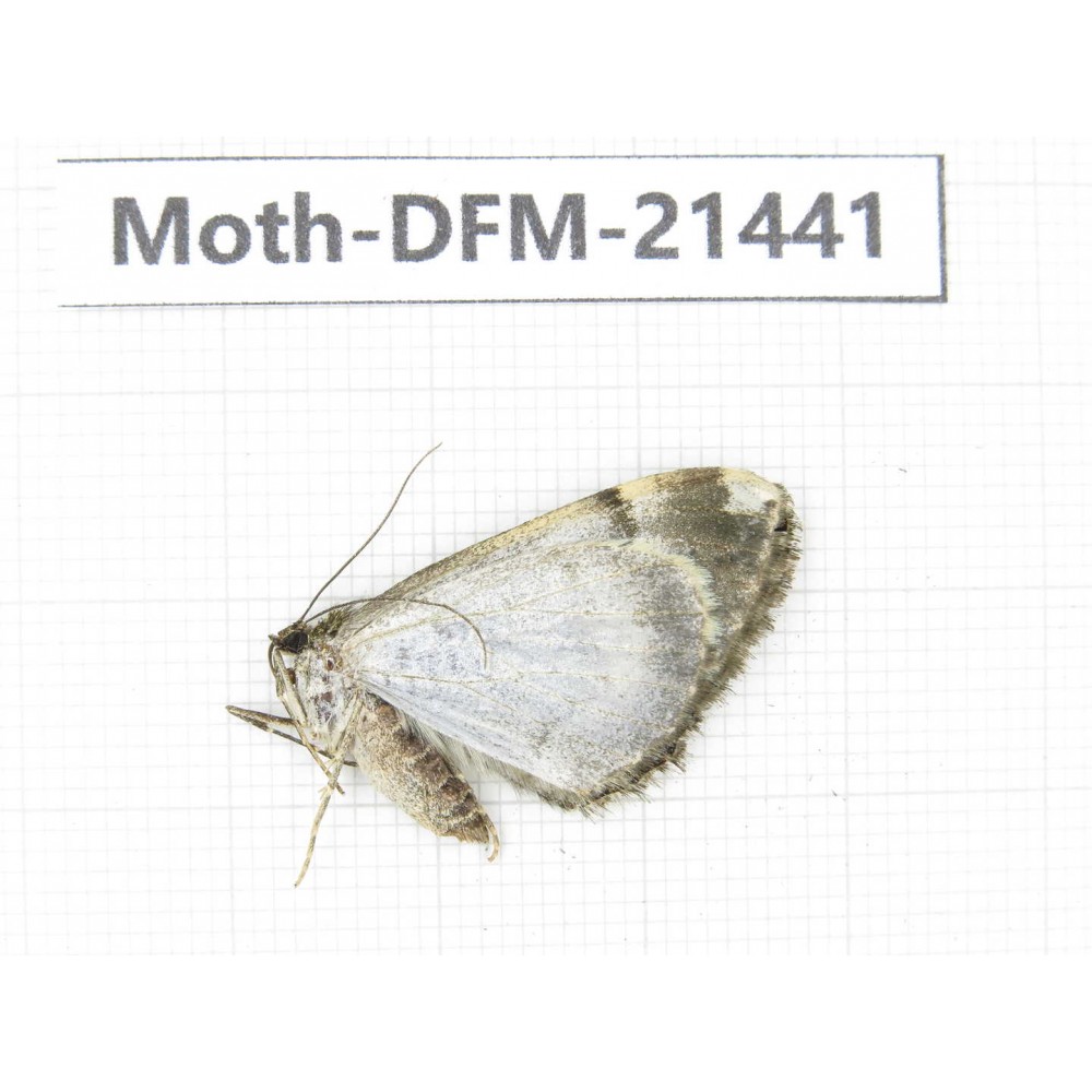Day flying moths sp. China, Gansu, Xiahe county. 1Pcs. Moth-DFM-21441.