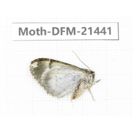 Day flying moths sp. China, Gansu, Xiahe county. 1Pcs. Moth-DFM-21441.