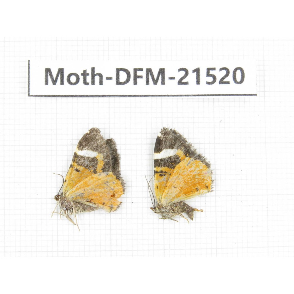 Day flying moths sp. China, Gansu, Xiahe county. 2Pcs. Moth-DFM-21520.