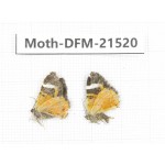 Day flying moths sp. China, Gansu, Xiahe county. 2Pcs. Moth-DFM-21520.