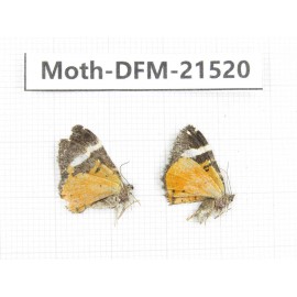 Day flying moths sp. China, Gansu, Xiahe county. 2Pcs. Moth-DFM-21520.