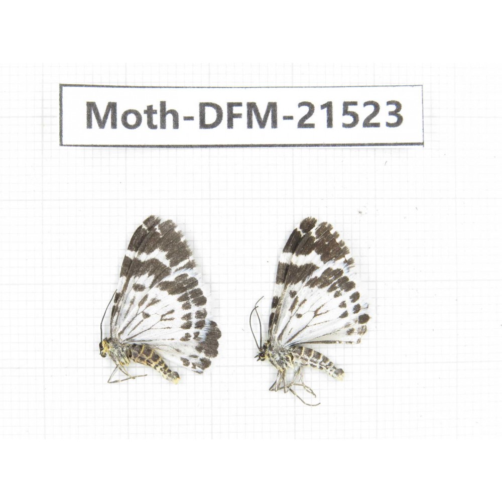 Day flying moths sp. China, Gansu, Xiahe county. 2Pcs. Moth-DFM-21523.